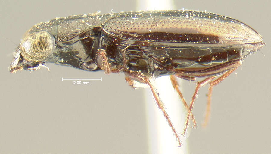 Image of Notiophilus sierranus Casey 1920