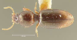 Image of Dyschirius (Paradyschirius) affinis Fall 1901