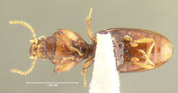 Image of Dyschirius (Paradyschirius) affinis Fall 1901