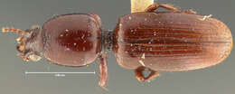 Image of Dyschirius (Eudyschirius) criddlei Fall 1925