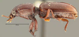 Dyschirius (Eudyschirius) criddlei Fall 1925 resmi