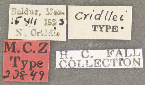 Image of Dyschirius (Eudyschirius) criddlei Fall 1925