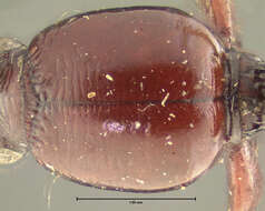 Dyschirius (Eudyschirius) criddlei Fall 1925 resmi