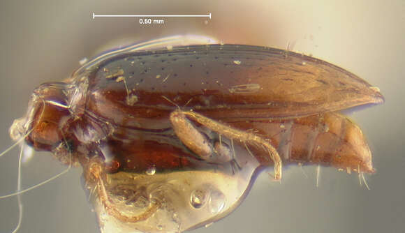 Sivun Dyschirius (Dyschiriodes) melancholicus Putzeys 1867 kuva