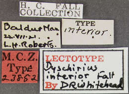 Image of Dyschirius (Eudyschirius) interior Fall 1922