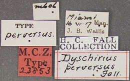 Image of Dyschirius (Dyschiriodes) perversus Fall 1922