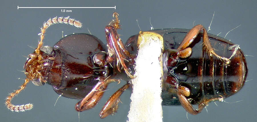 Image de Dyschirius (Eudyschirius) unipunctatus Fall 1901