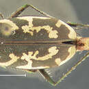 Image of Cylindera (Plectographa) drakei (W. Horn 1892)