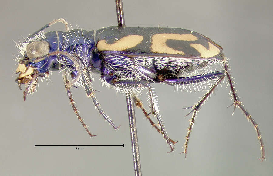 Image of Cicindela (Cicindela) parowana Wickham 1905