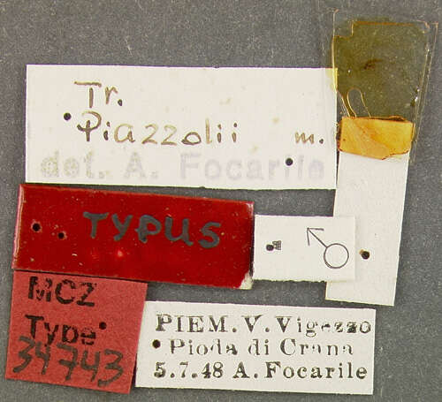 Image of Trechus (Trechus) piazzolii Focarile 1950