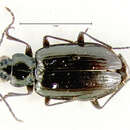 Image of Bembidion (Plataphus) arcticum Lindroth 1963