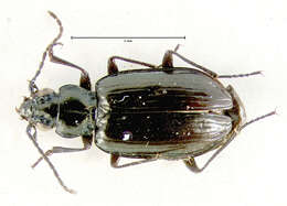 Image of Bembidion (Plataphus) arcticum Lindroth 1963