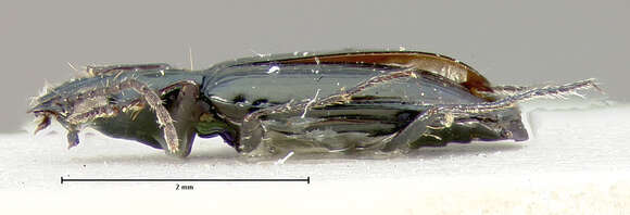 Image of Bembidion (Plataphus) arcticum Lindroth 1963