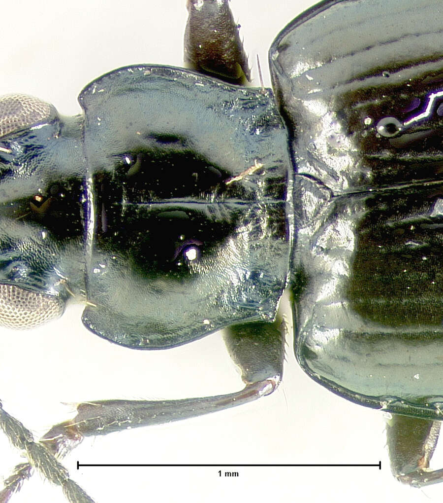 Image of Bembidion (Plataphus) arcticum Lindroth 1963