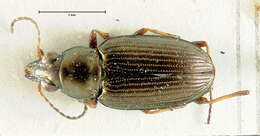 Image of Bembidion (Odontium) durangoense Bates 1891