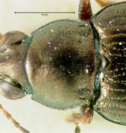 Image of Bembidion (Odontium) durangoense Bates 1891