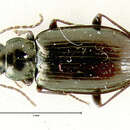 Слика од Bembidion (Plataphus) brachythorax Lindroth 1963