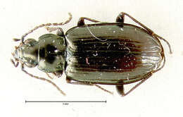 Image of Bembidion (Plataphus) brachythorax Lindroth 1963