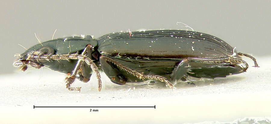 Image of Bembidion (Plataphus) brachythorax Lindroth 1963