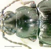 Image of Bembidion (Plataphus) brachythorax Lindroth 1963