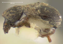 صورة Anthribulus rotundatus Leconte 1876