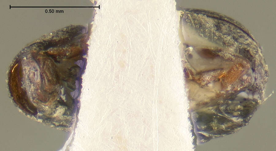 صورة Anthribulus rotundatus Leconte 1876