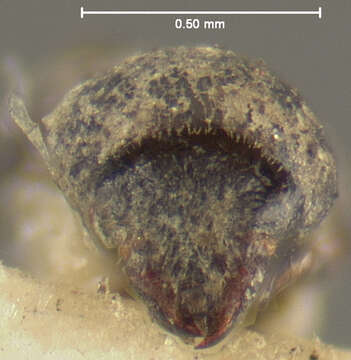 Image of Anthribulus