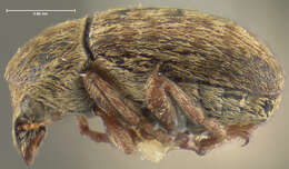 صورة Brachytarsus vestitus Leconte 1876