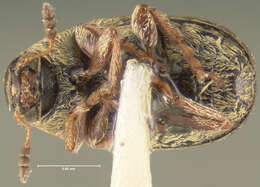 صورة Brachytarsus vestitus Leconte 1876