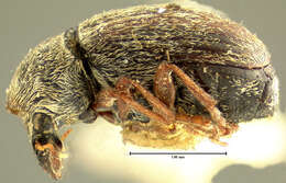 صورة Brachytarsus plumbeus Leconte 1876