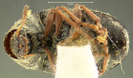 صورة Brachytarsus plumbeus Leconte 1876