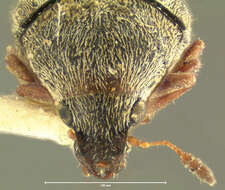 صورة Brachytarsus plumbeus Leconte 1876