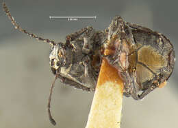 Image of <i>Gonotropis gibbosus</i>