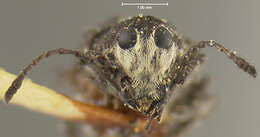 صورة <i>Gonotropis gibbosus</i>