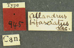 Image of Allandrus bifasciatus Leconte 1876