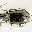 Bembidion (Plataphus) compressum Lindroth 1963的圖片