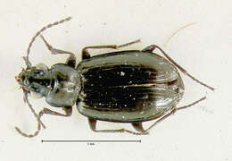 Plancia ëd Bembidion (Plataphus) compressum Lindroth 1963