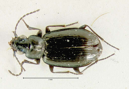 Bembidion (Plataphus) compressum Lindroth 1963的圖片