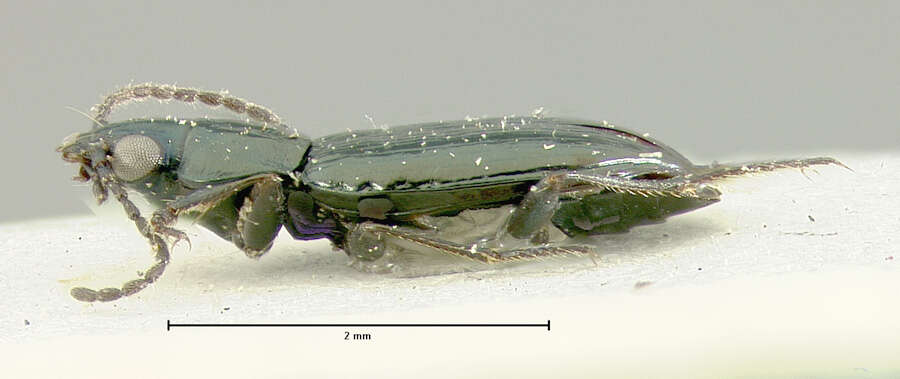 Bembidion (Plataphus) compressum Lindroth 1963的圖片