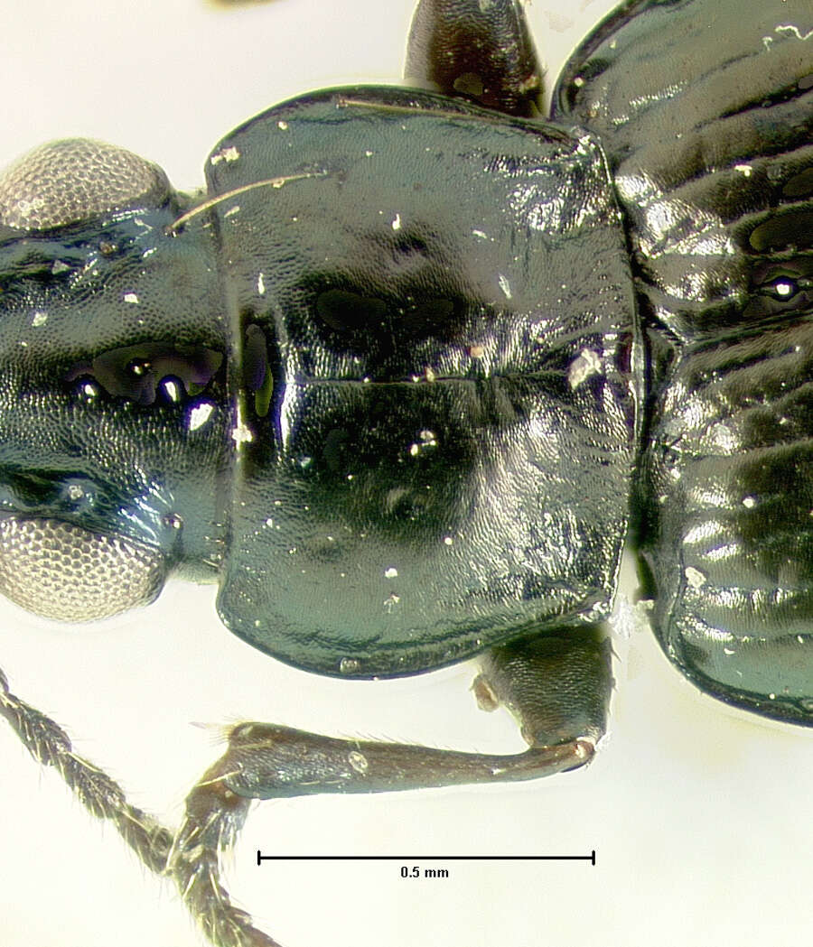 Plancia ëd Bembidion (Plataphus) compressum Lindroth 1963