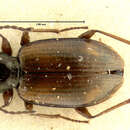 Image of Bembidion (Peryphus) poppii schalleri Lindroth 1963