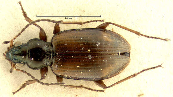 Image of Bembidion (Peryphus) poppii Netolitzky 1914