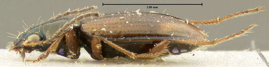 Plancia ëd Bembidion (Peryphus) poppii schalleri Lindroth 1963