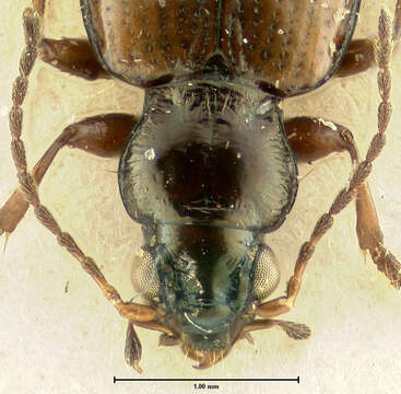 Image of Bembidion (Peryphus) poppii Netolitzky 1914