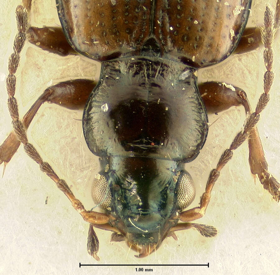 Plancia ëd Bembidion (Peryphus) poppii schalleri Lindroth 1963