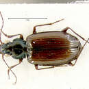 Image of Bembidion (Plataphus) rusticum lenensoides Lindroth 1963