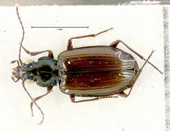 Image de Bembidion (Plataphus) rusticum lenensoides Lindroth 1963