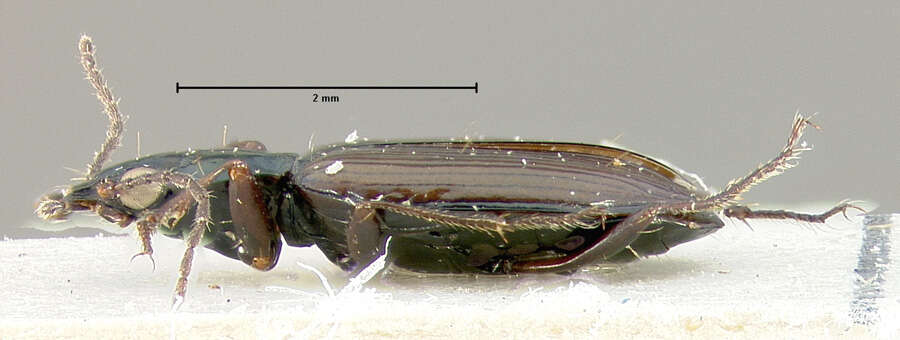 Image of Bembidion (Plataphus) rusticum lenensoides Lindroth 1963