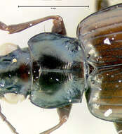 Image of Bembidion (Plataphus) rusticum lenensoides Lindroth 1963