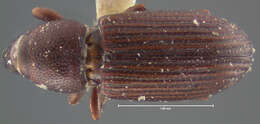 Image of Rhyncolus lauri Gyllenhal 1838
